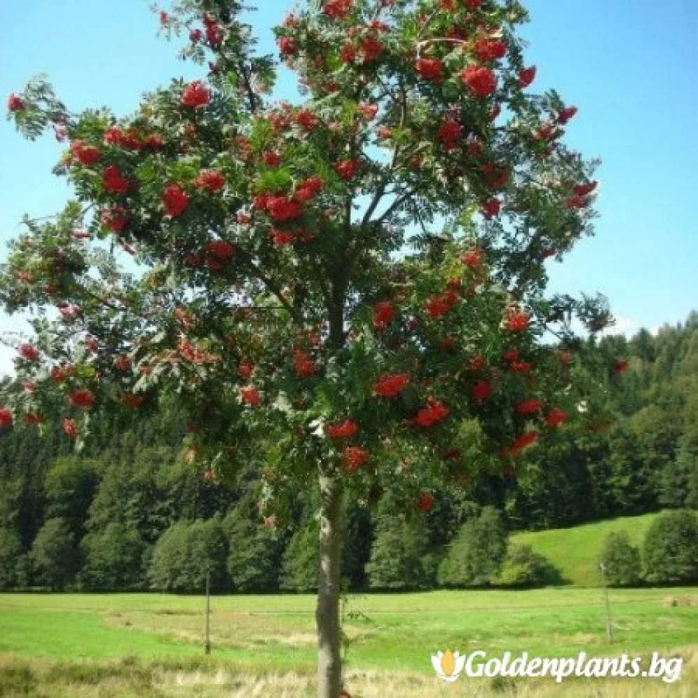 Офика / Самодивско дърво