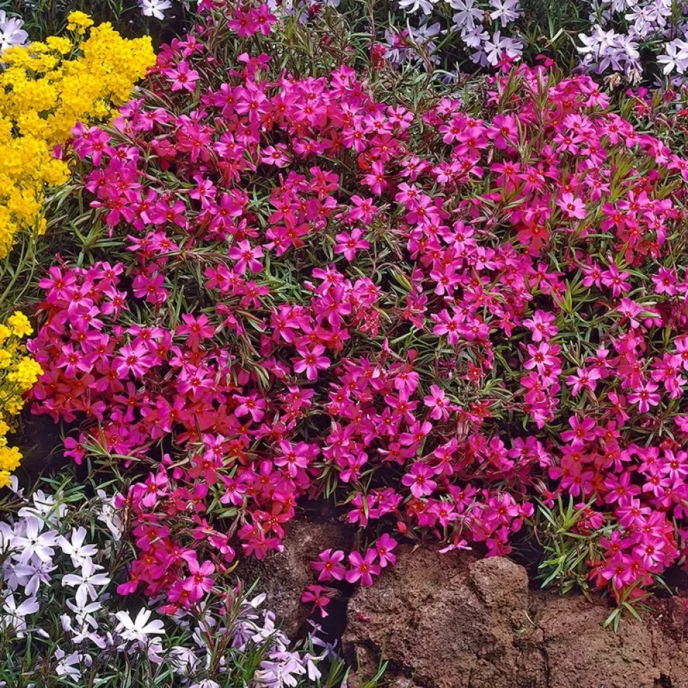 Флокс Ален Пламък