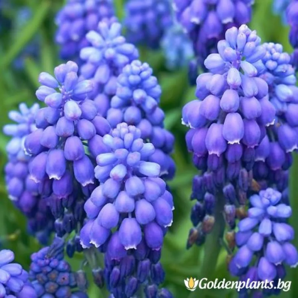Мускари (Кукувиче грозде)
