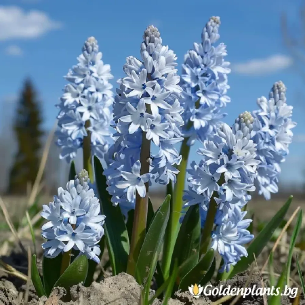 Ливанска Пушкиния