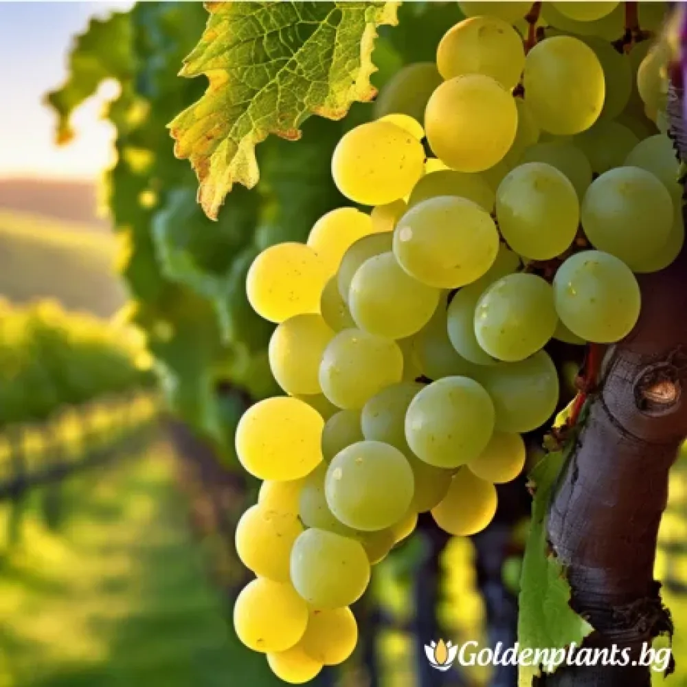 Лоза сорт Шардоне /Chardonnay/ - ранно зреещ