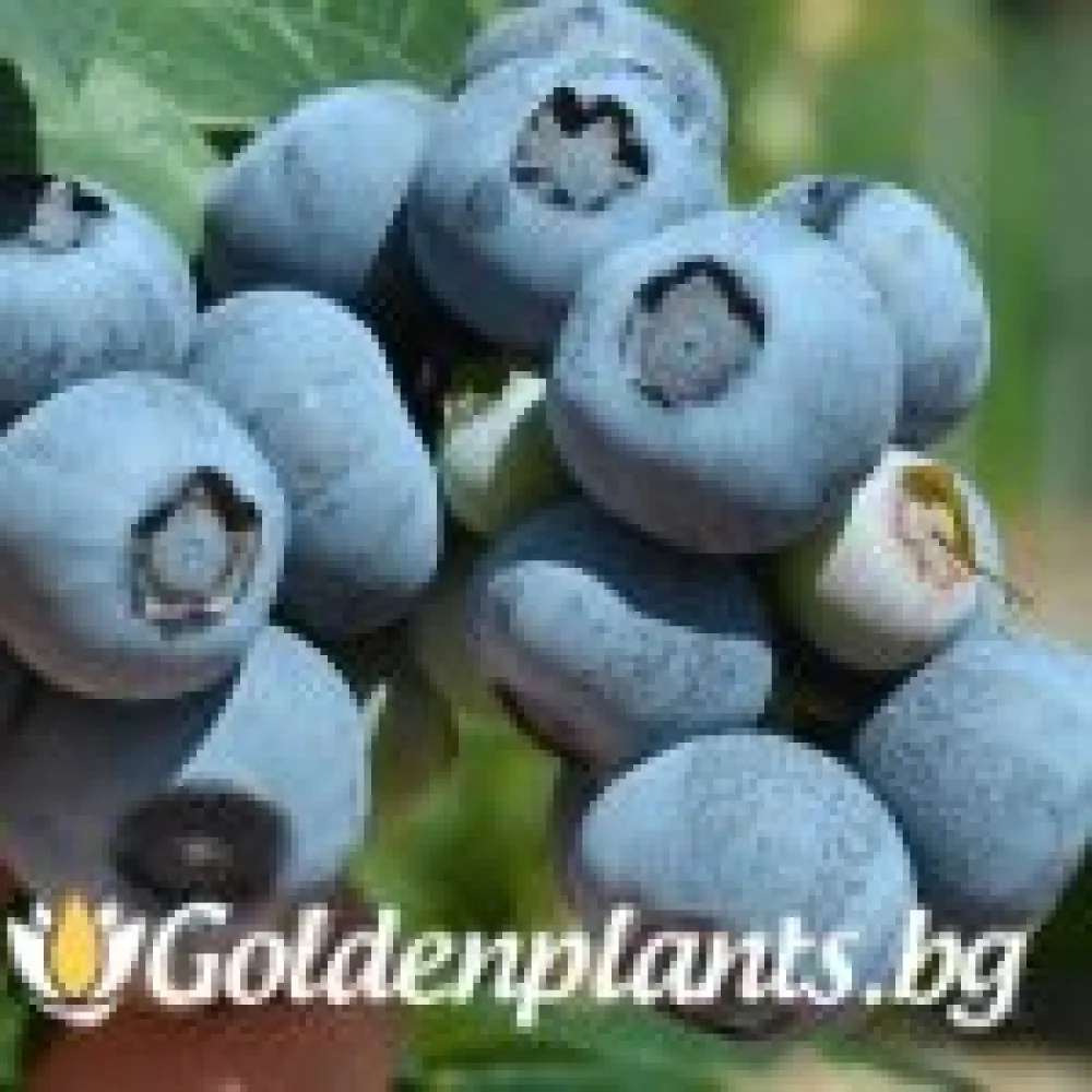 Американска боровинка Нелсън