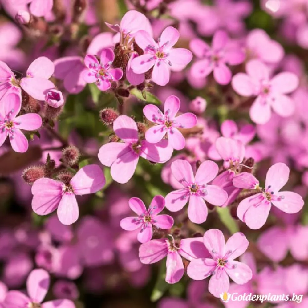 Сапунария Розова
