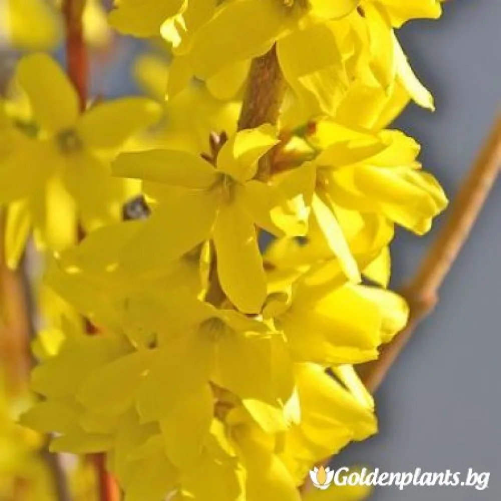 Форзиция Златна магия