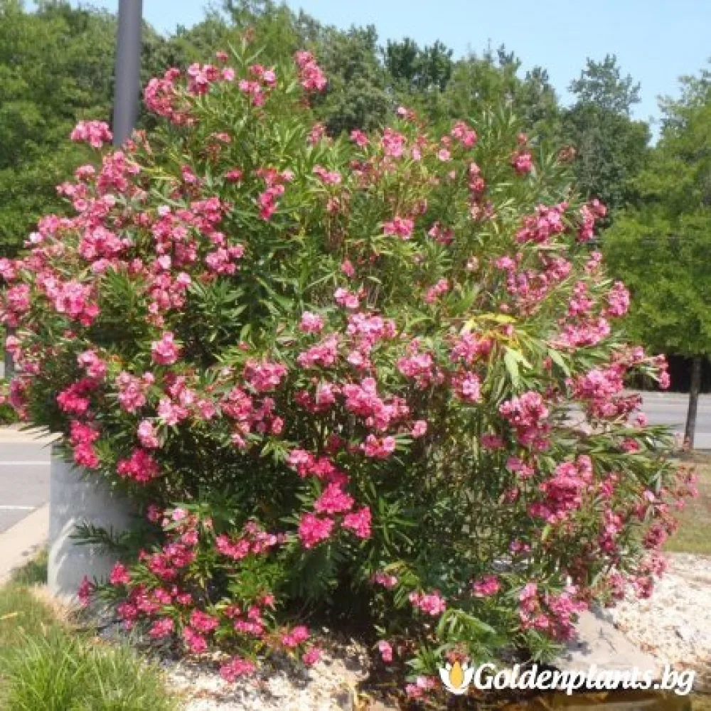Зокум на случаен принцип
