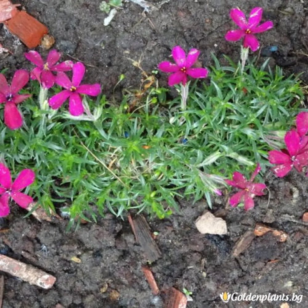 Алпийски Флокс Цикламено червен / Phlox (D) Ochsenblut