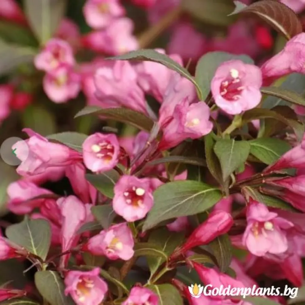 Вайгела florida Purpurea