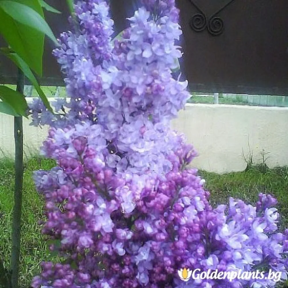 Люляк Колхозница