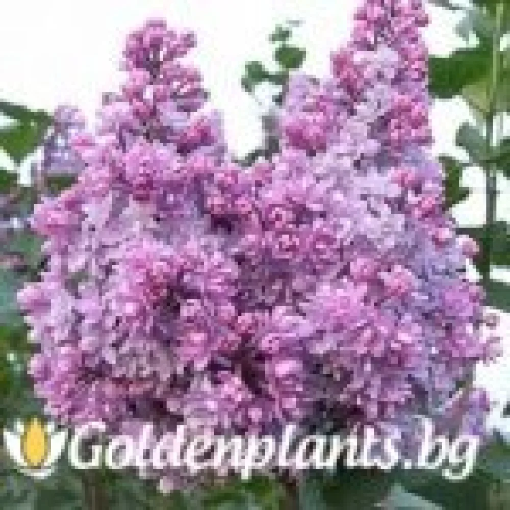 Люляк Колхозница