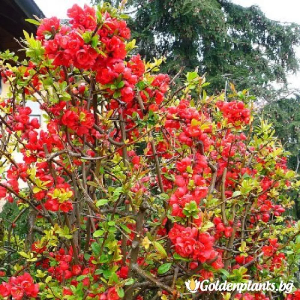 Японска дюля Crimson and Gold