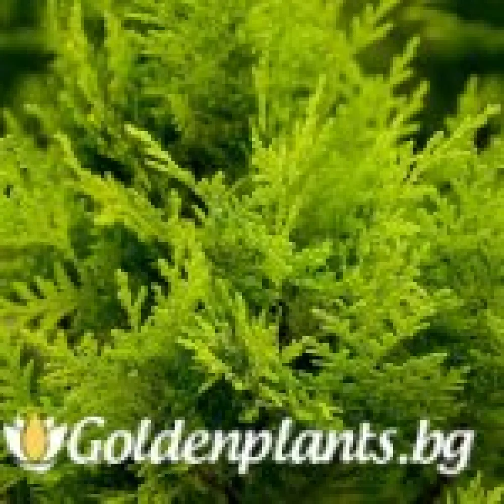 Лъжекипарис Ellwood and #039s Gold