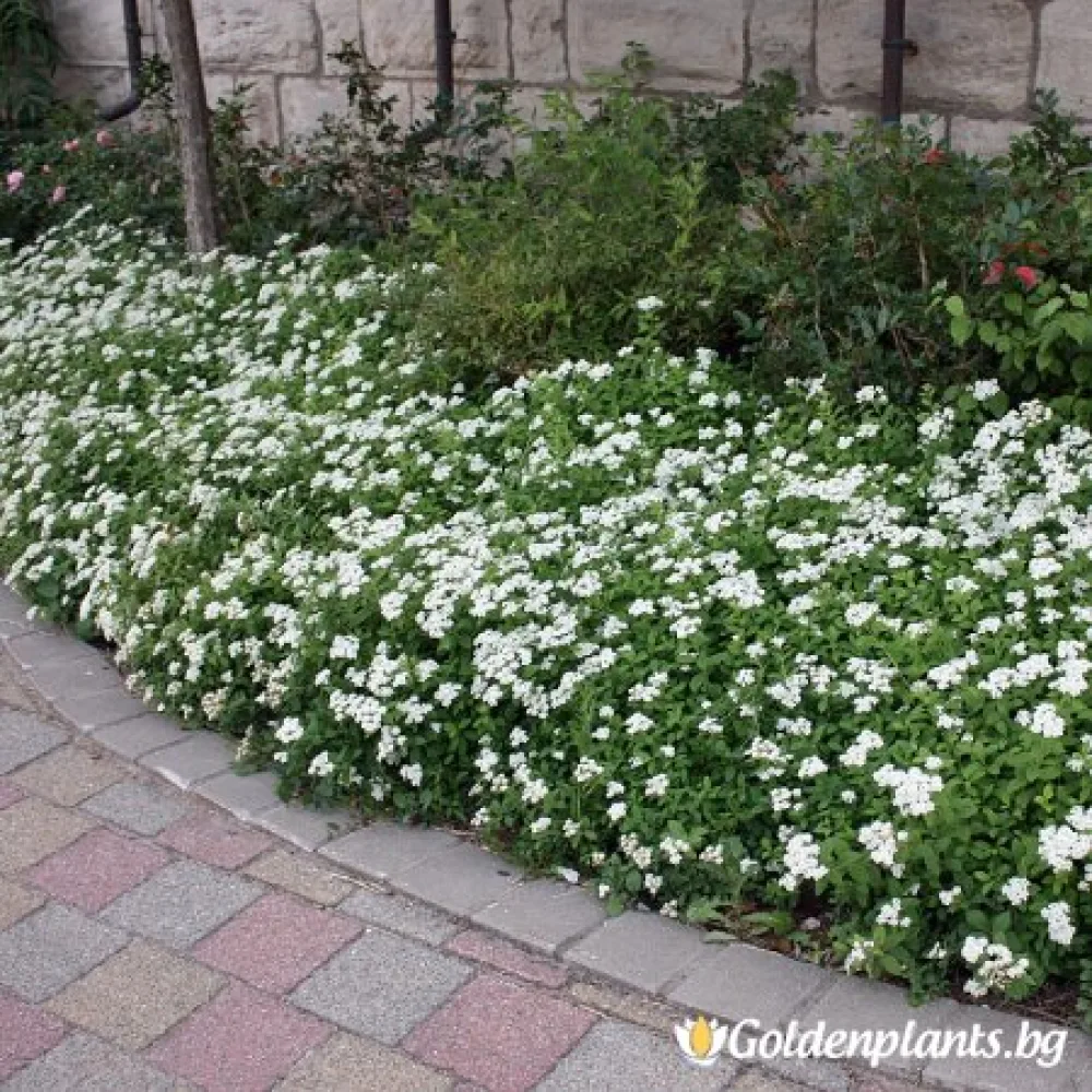 Спирея Японика Албифлора