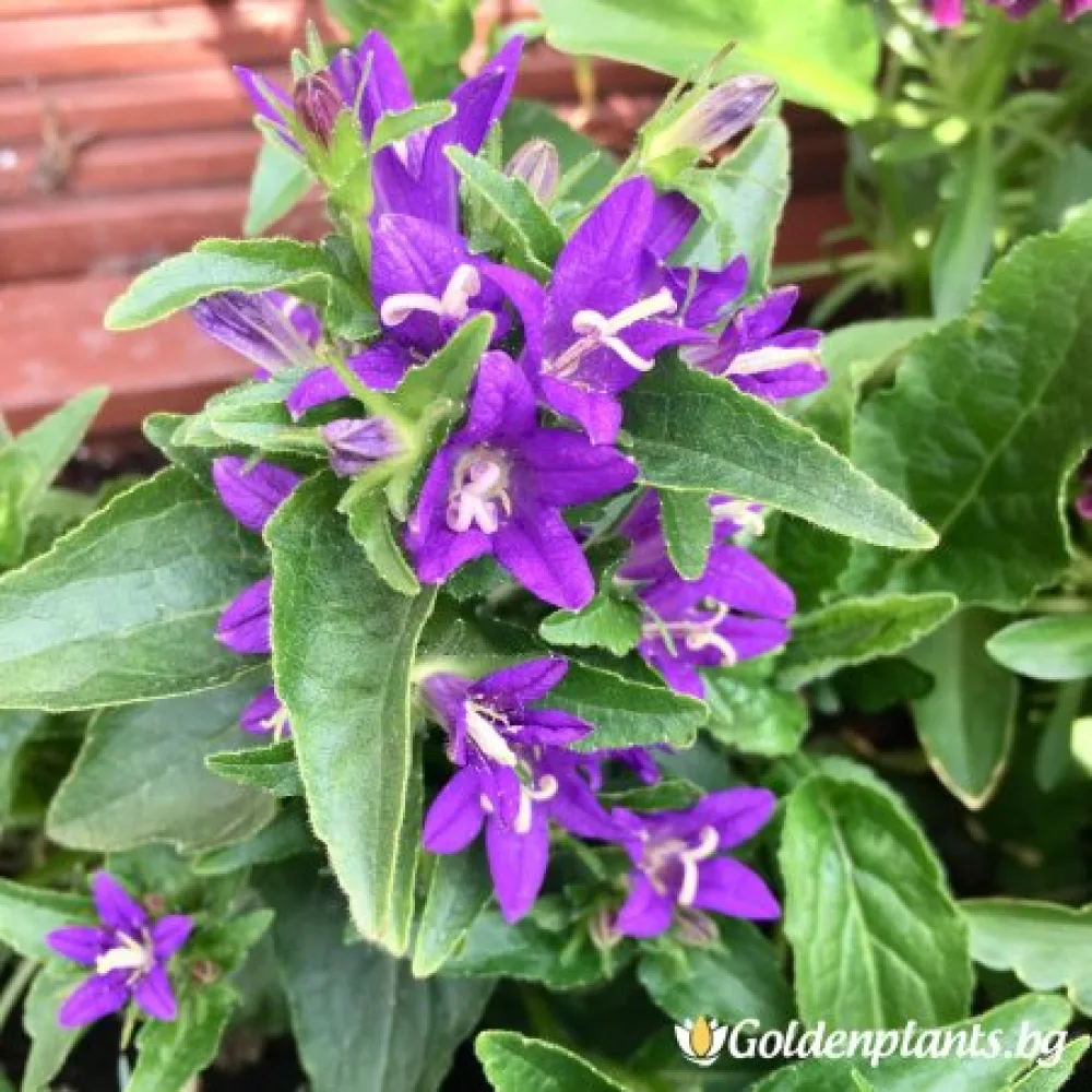Кичуреста камбанка Акаулис