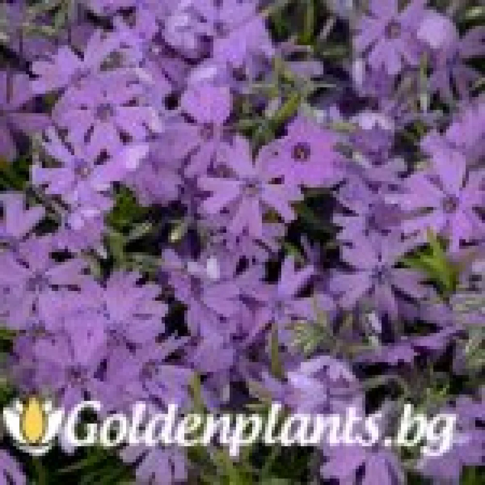 Алпийски Флокс Purple Beauty