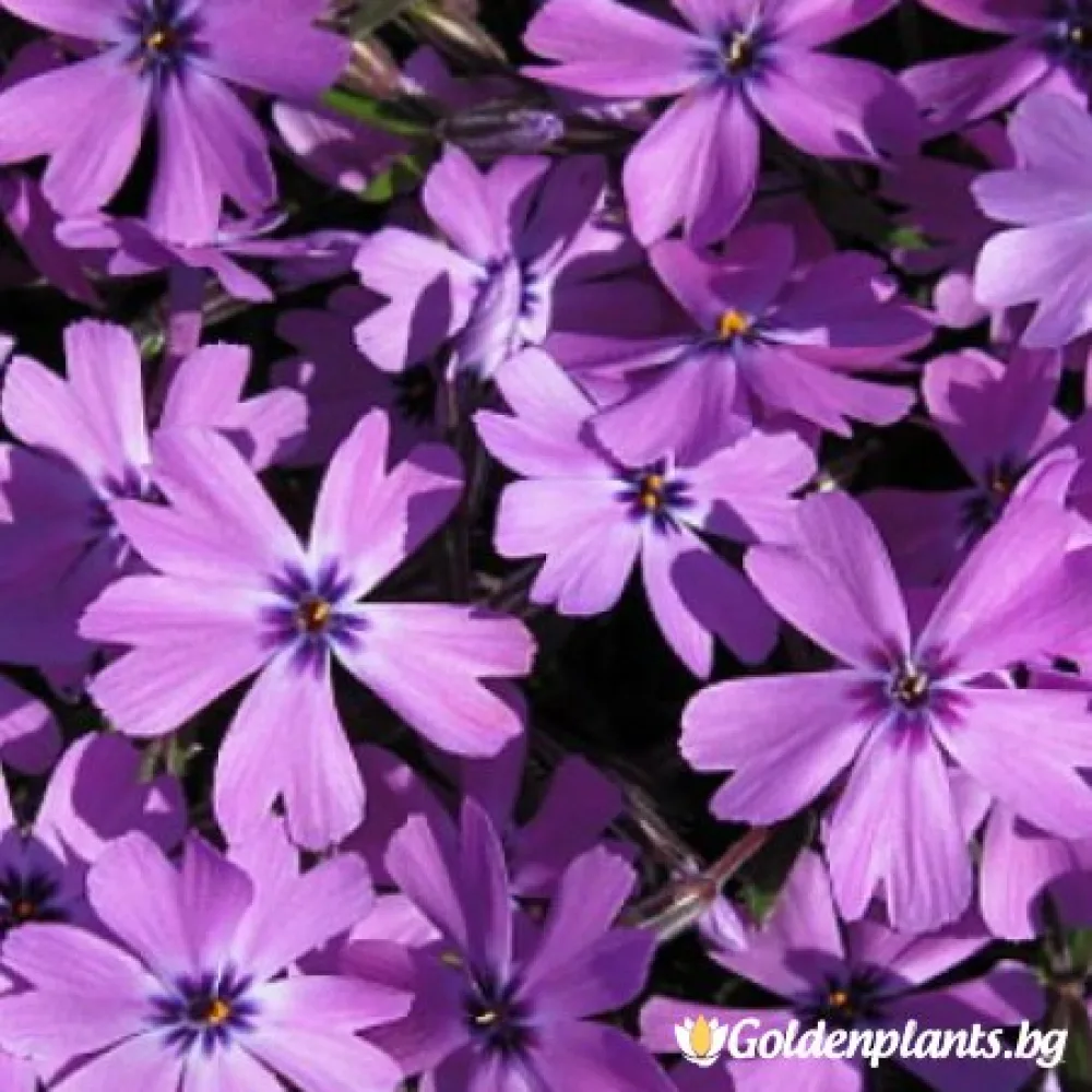 Алпийски Флокс Purple Beauty