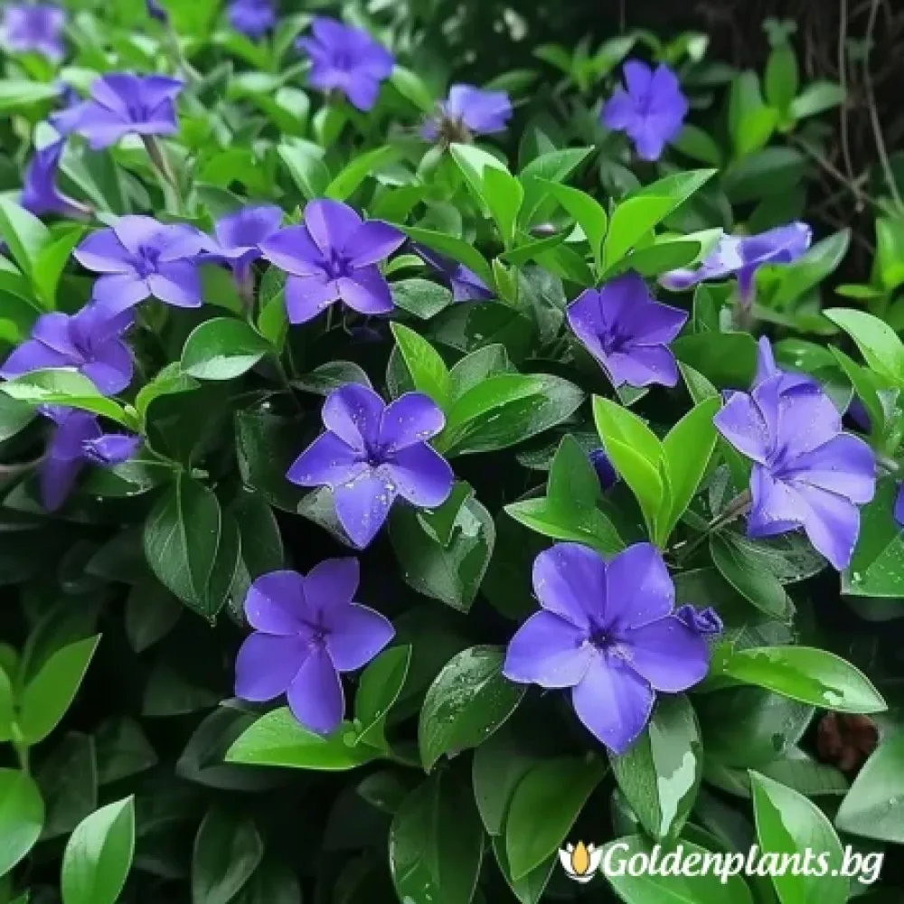 Винка малка Мария