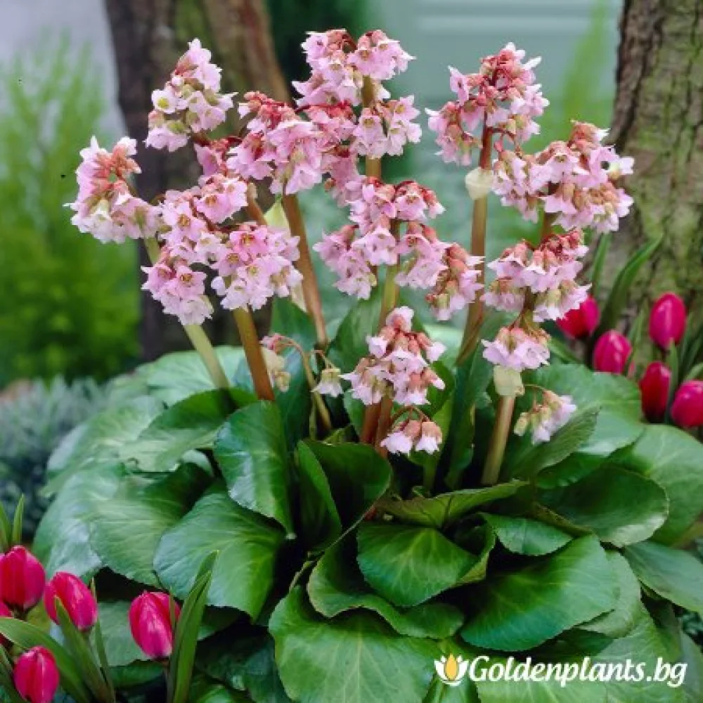 Бергения Бебешка кукла