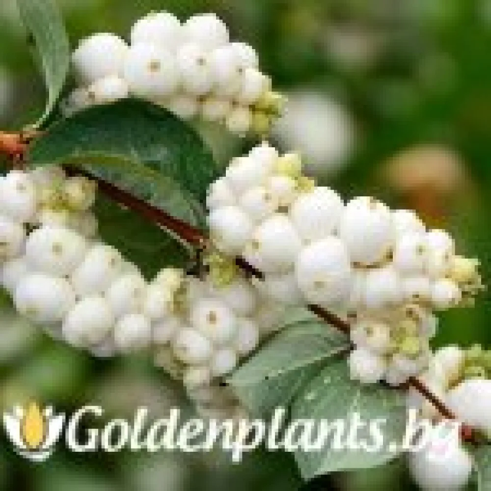 Снежноплодник 30-40 см