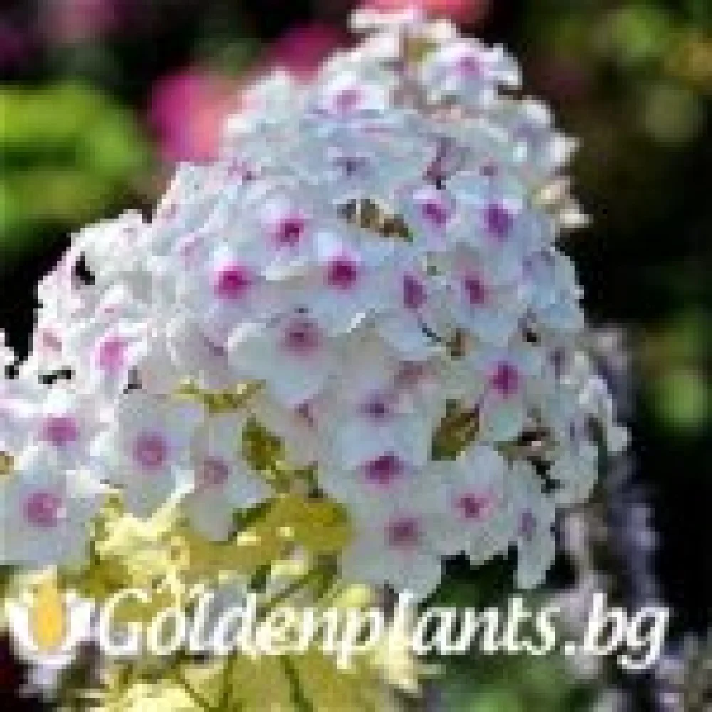 Алпийски флокс шарен