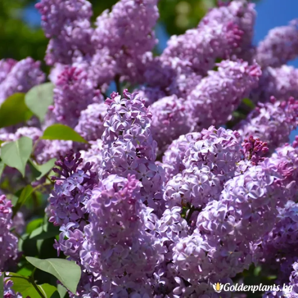 Люляк Рочестър