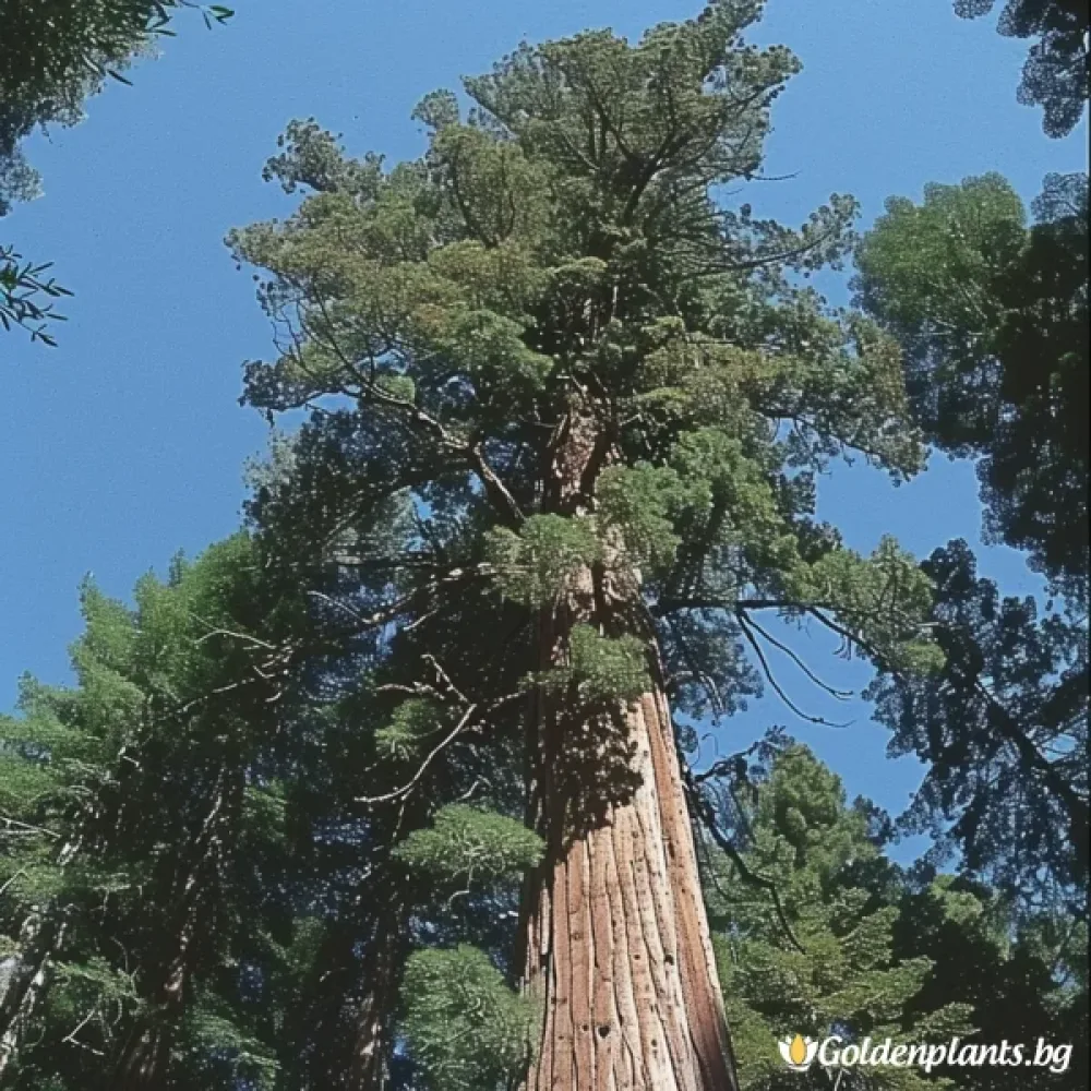 Калифорнийска Секвоя