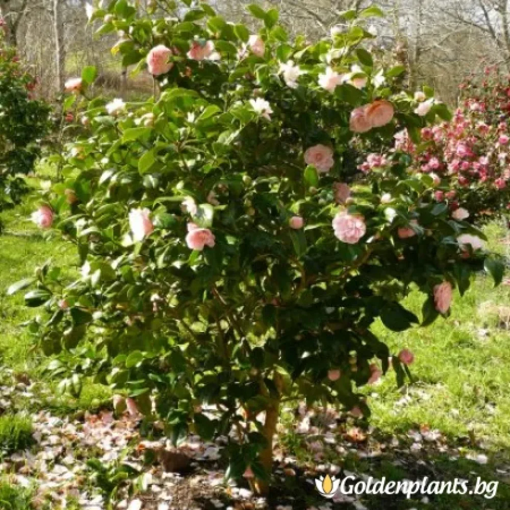 Камелия Нучио Камео