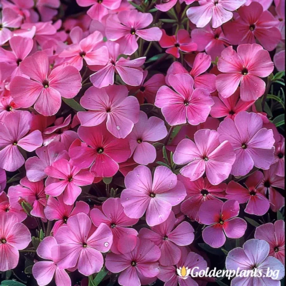 Флокс Самсон