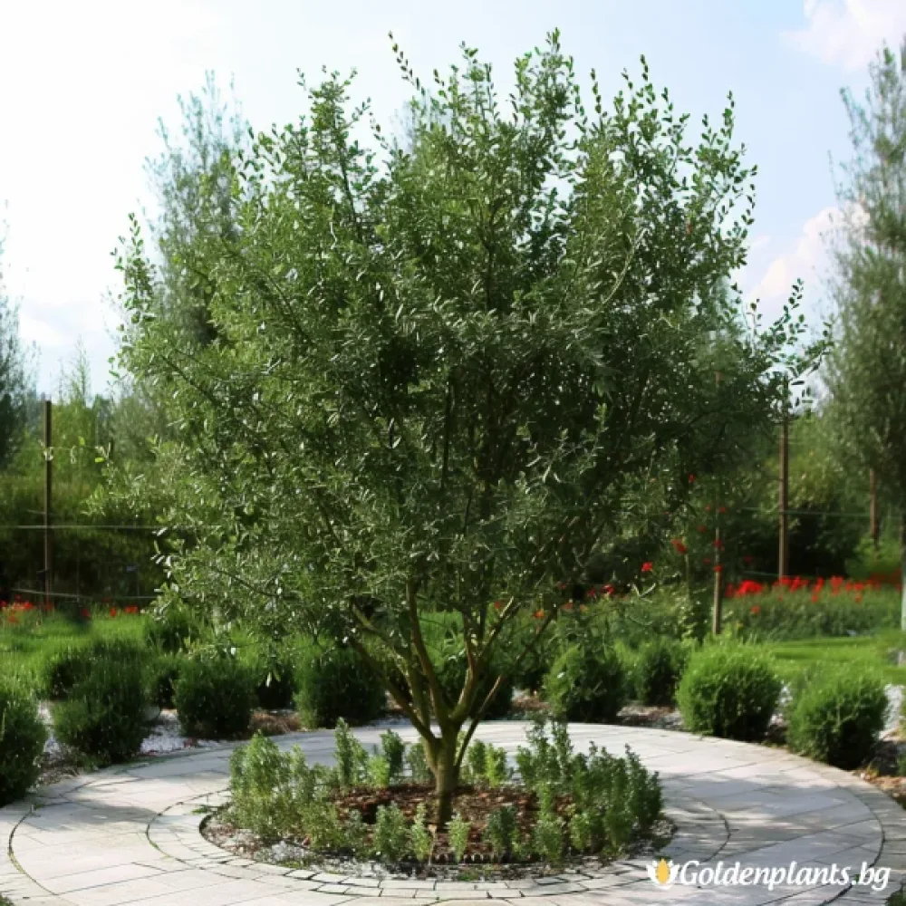 Декоративна Къдрава Върба 60-70 см