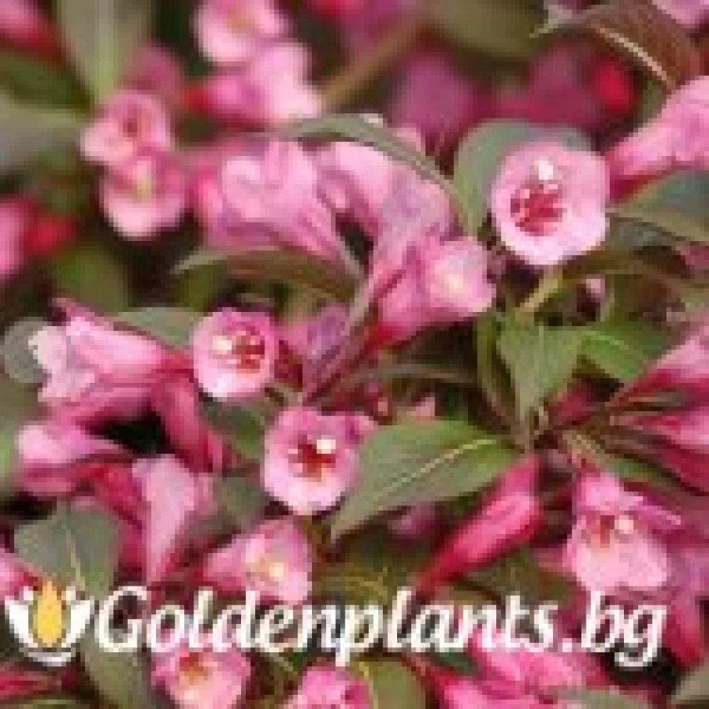 Вайгела florida Purpurea