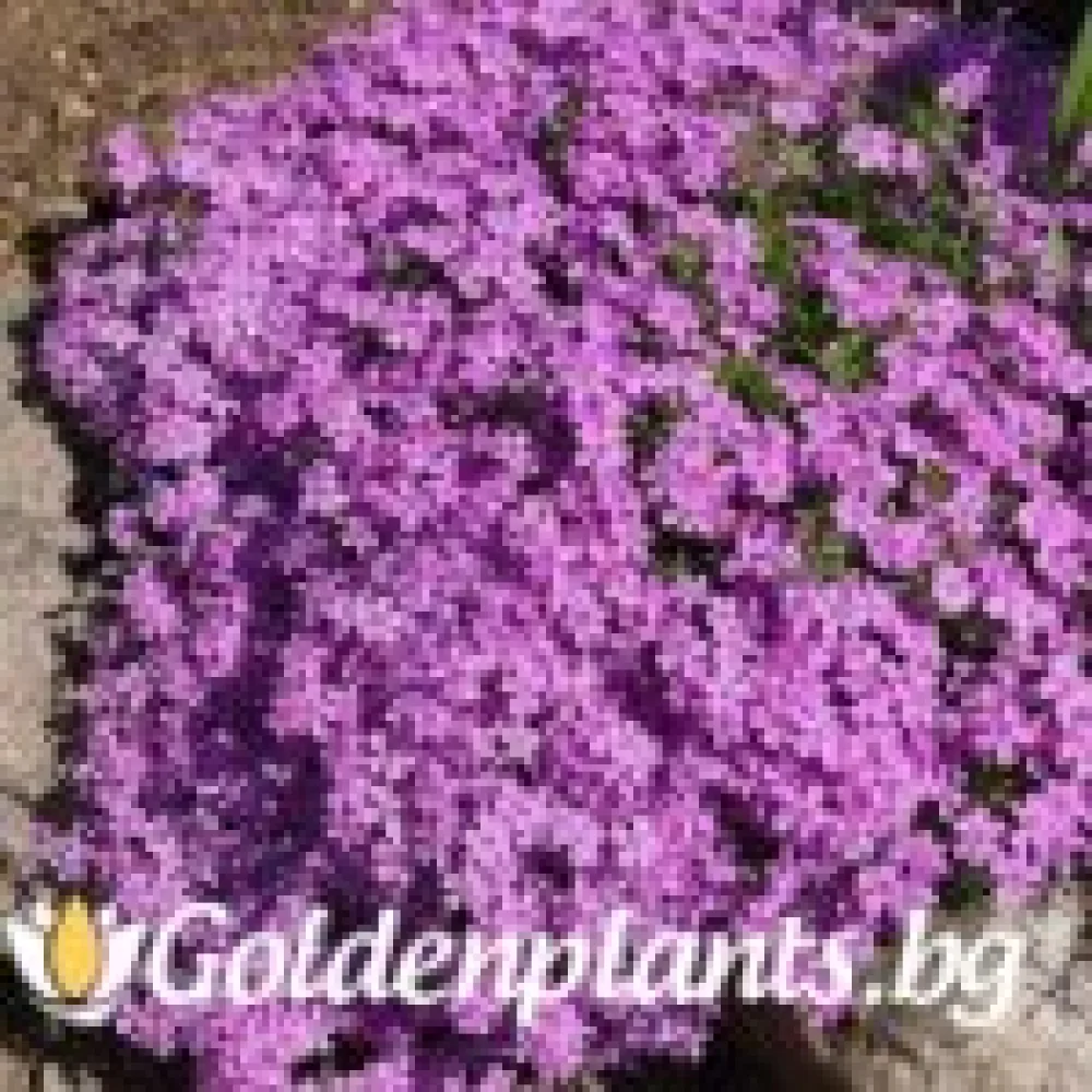 Алпийски Флокс Purple Beauty