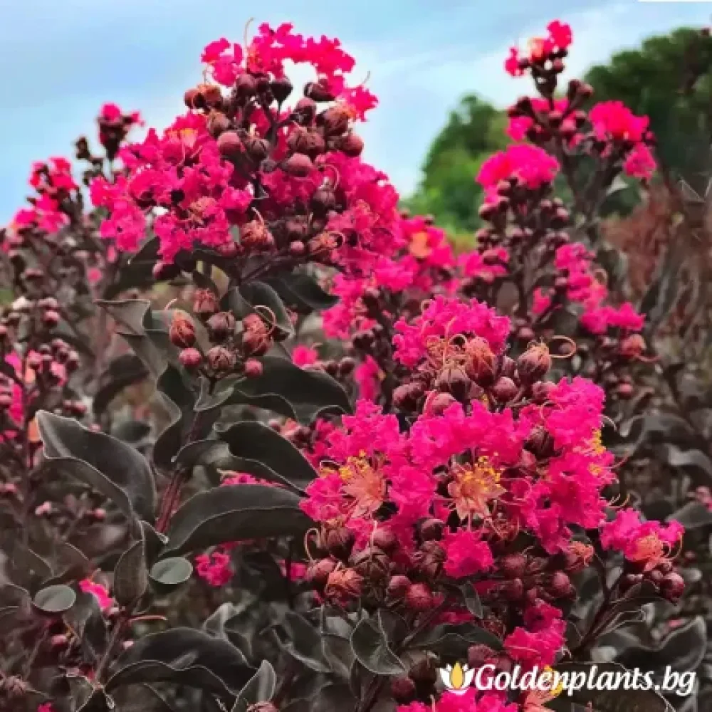 Индийски Люляк Мистика Магента