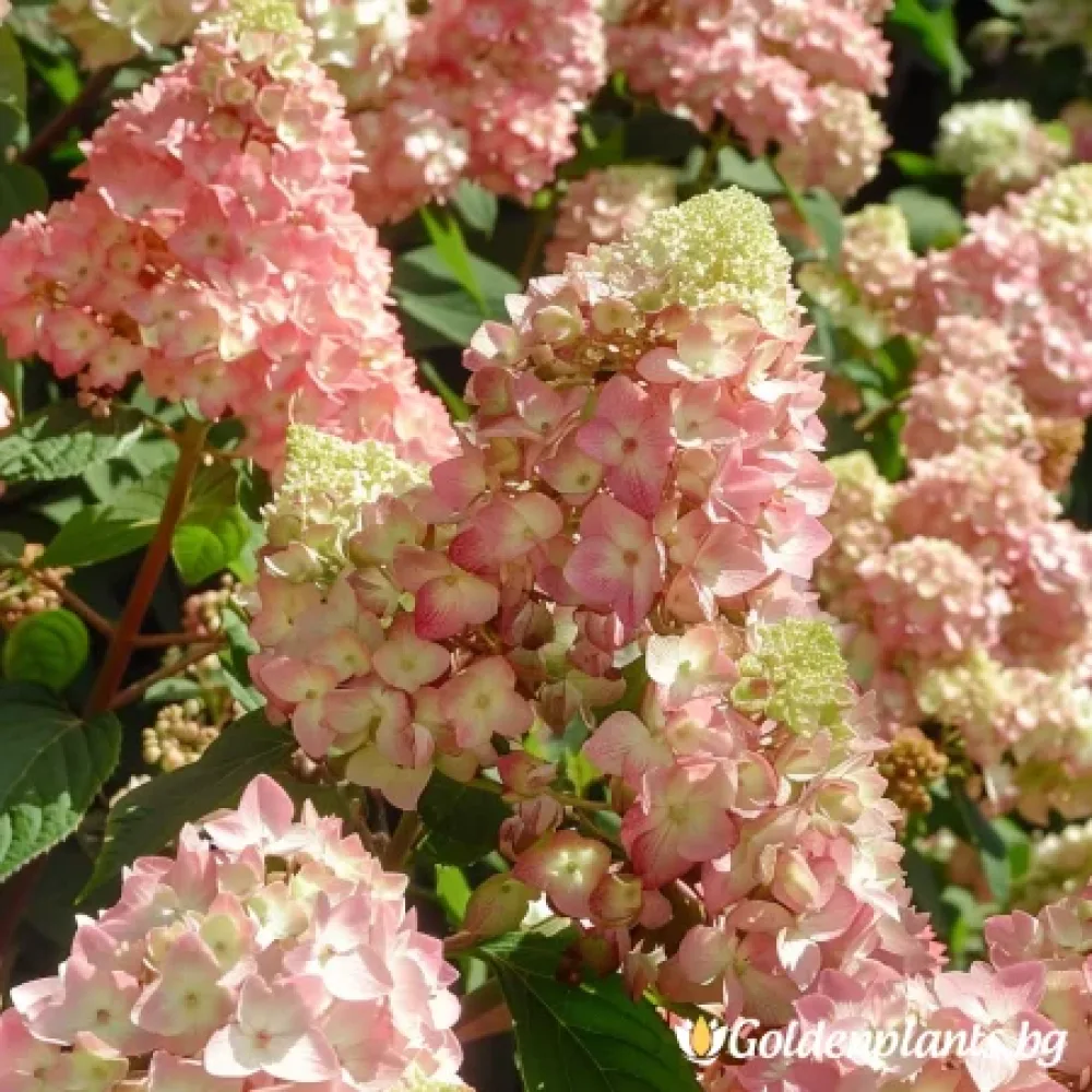 Хортензия Розова Дама