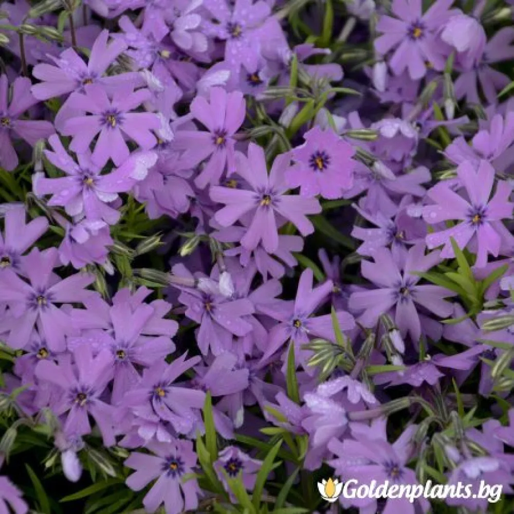 Алпийски Флокс Purple Beauty