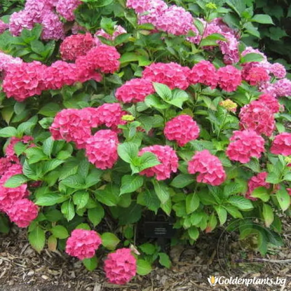 Хортензия Алпийско сияние