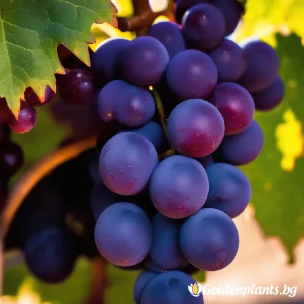 Лоза сорт Каберне Совиньон /Cabernet sauvignon/- ранно зреещ