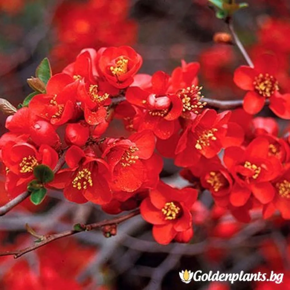 Японска дюля Crimson and Gold