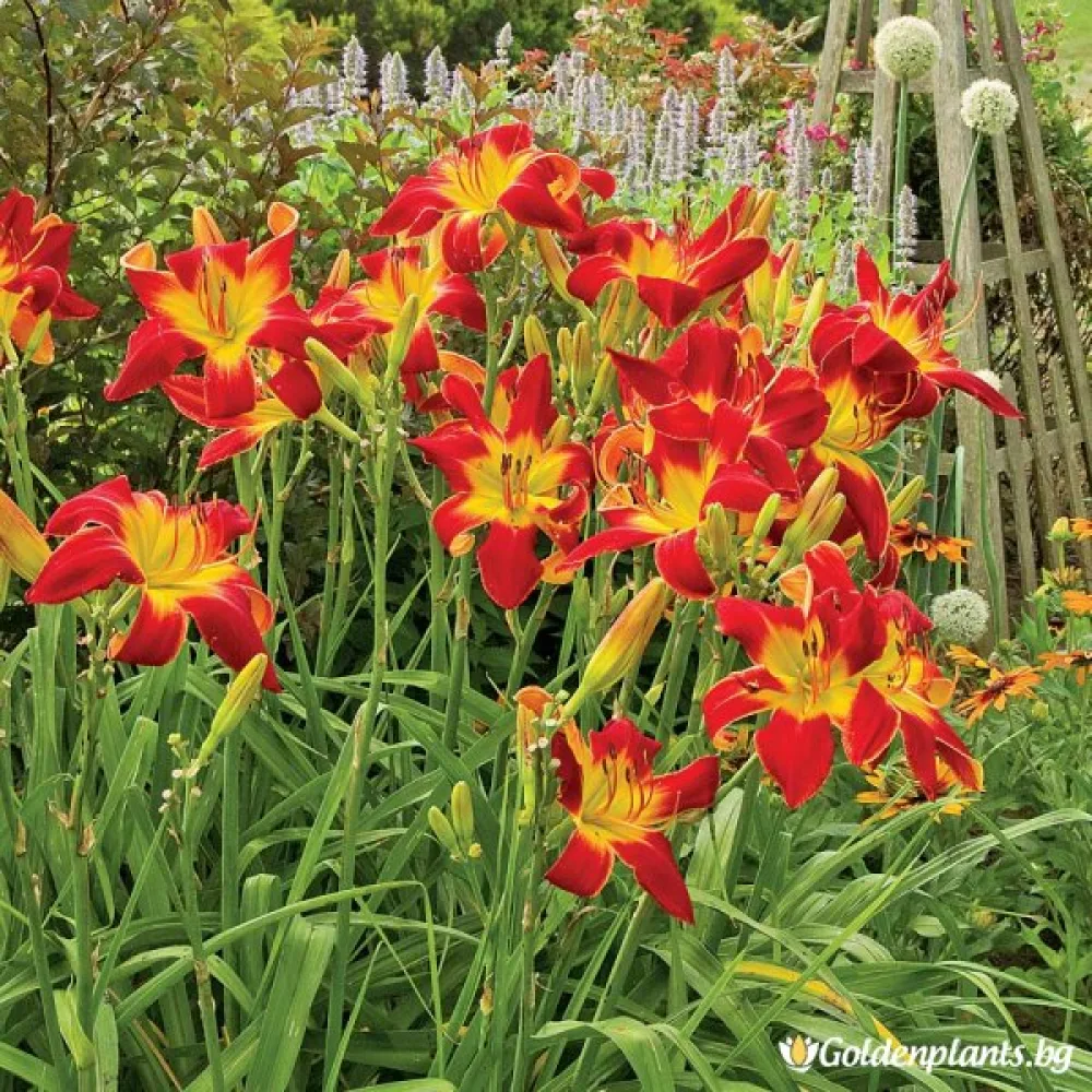 Хемерокалис /Hemerocallis/
