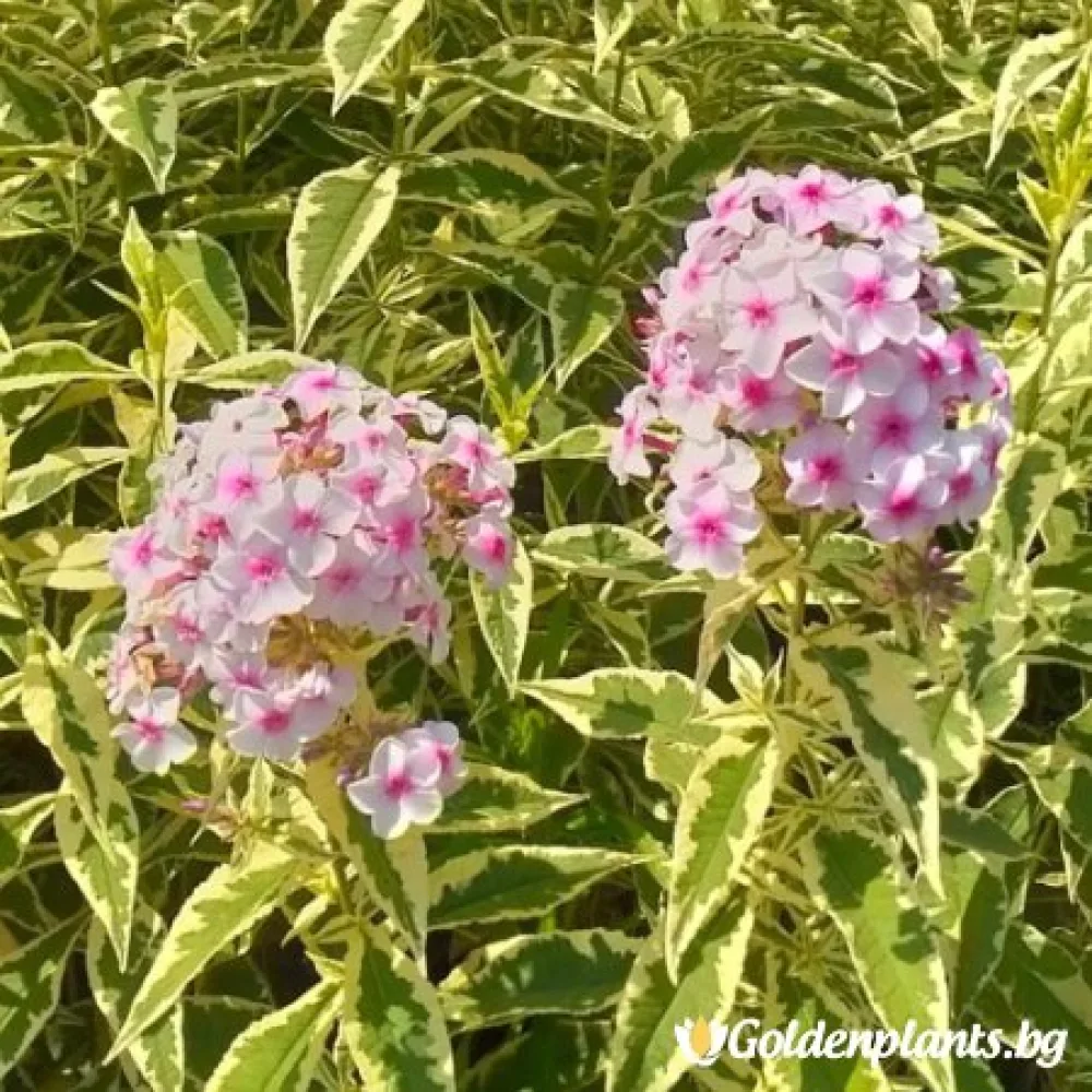 Алпийски флокс шарен