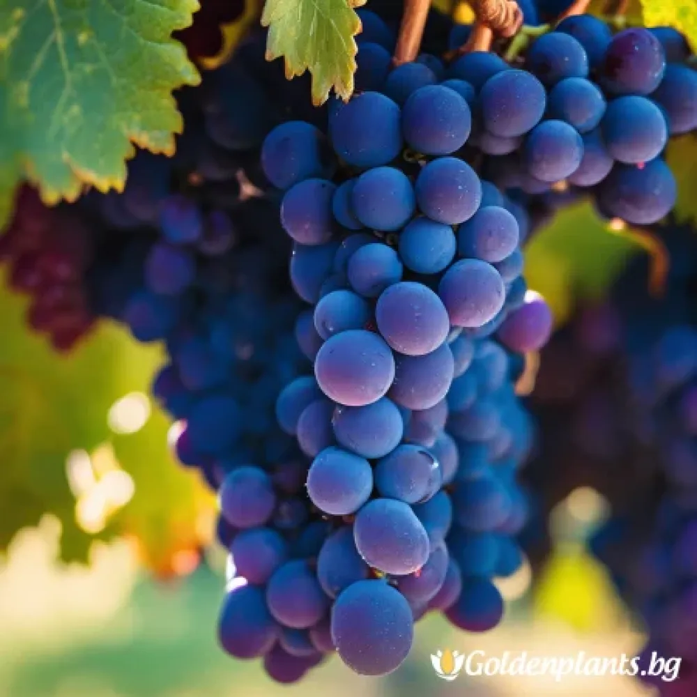 Лоза сорт Сира /Syrah/- ранно зреещ