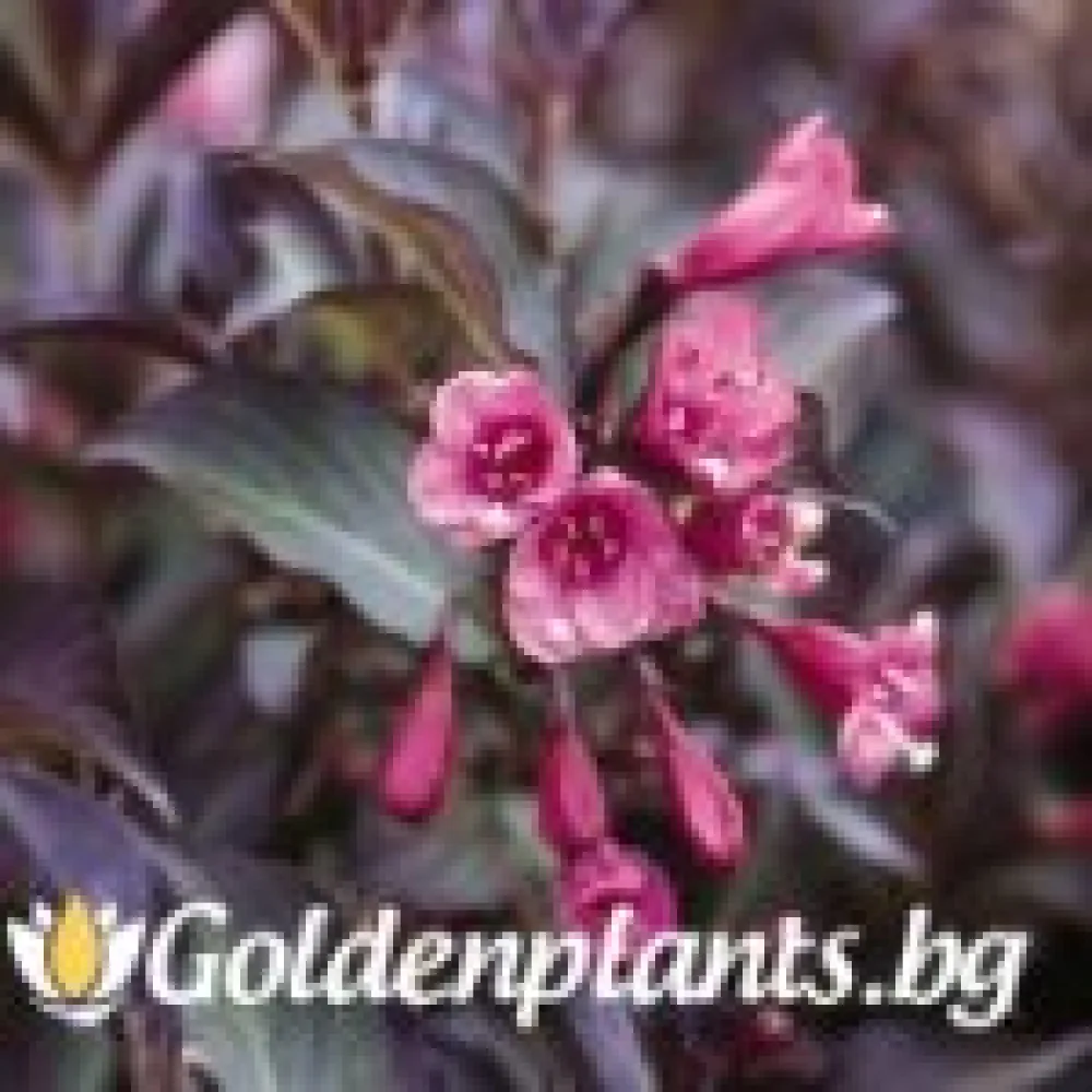 Вайгела florida Purpurea