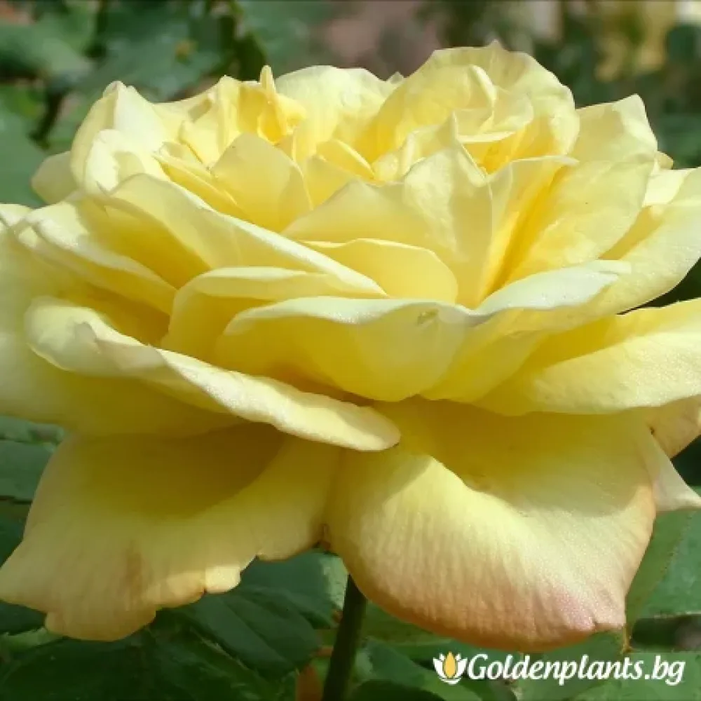 Роза Лъчисто Злато   - на гол корен