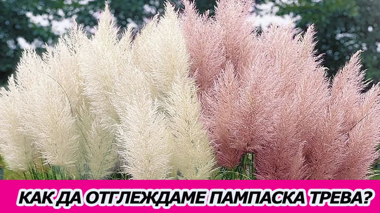 Как да отглеждаме Пампаска трева?