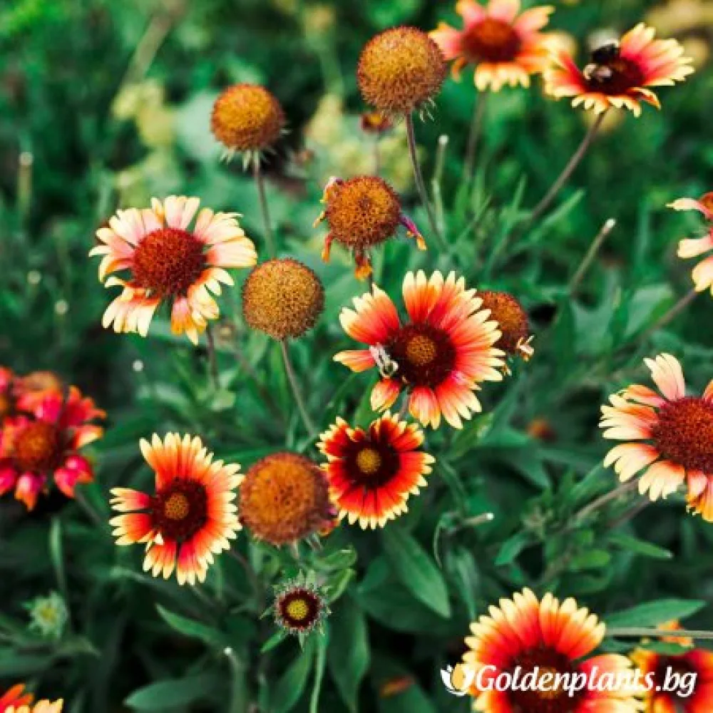 Гайлардия оранжева / Gaillardia /