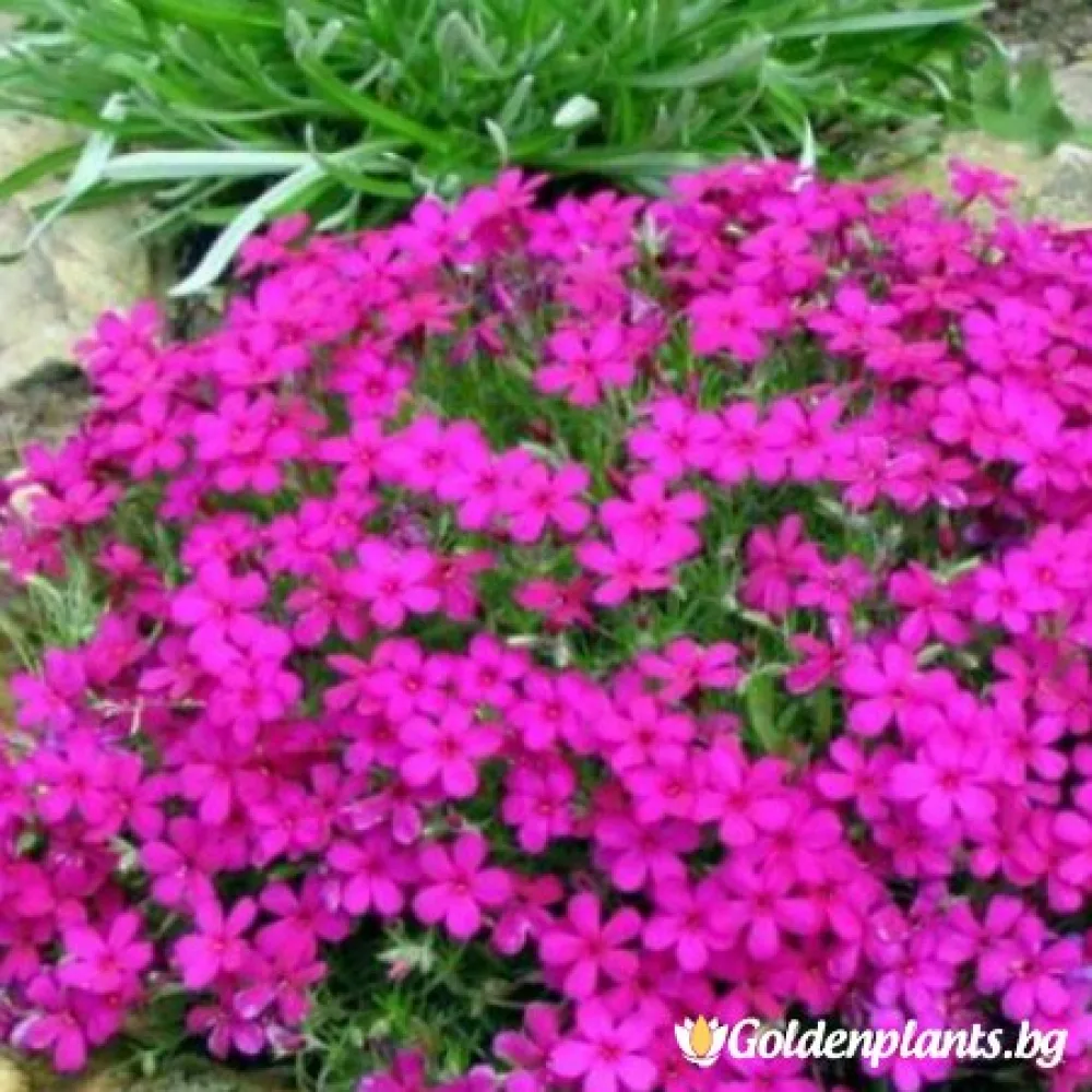 Алпийски Флокс Цикламен