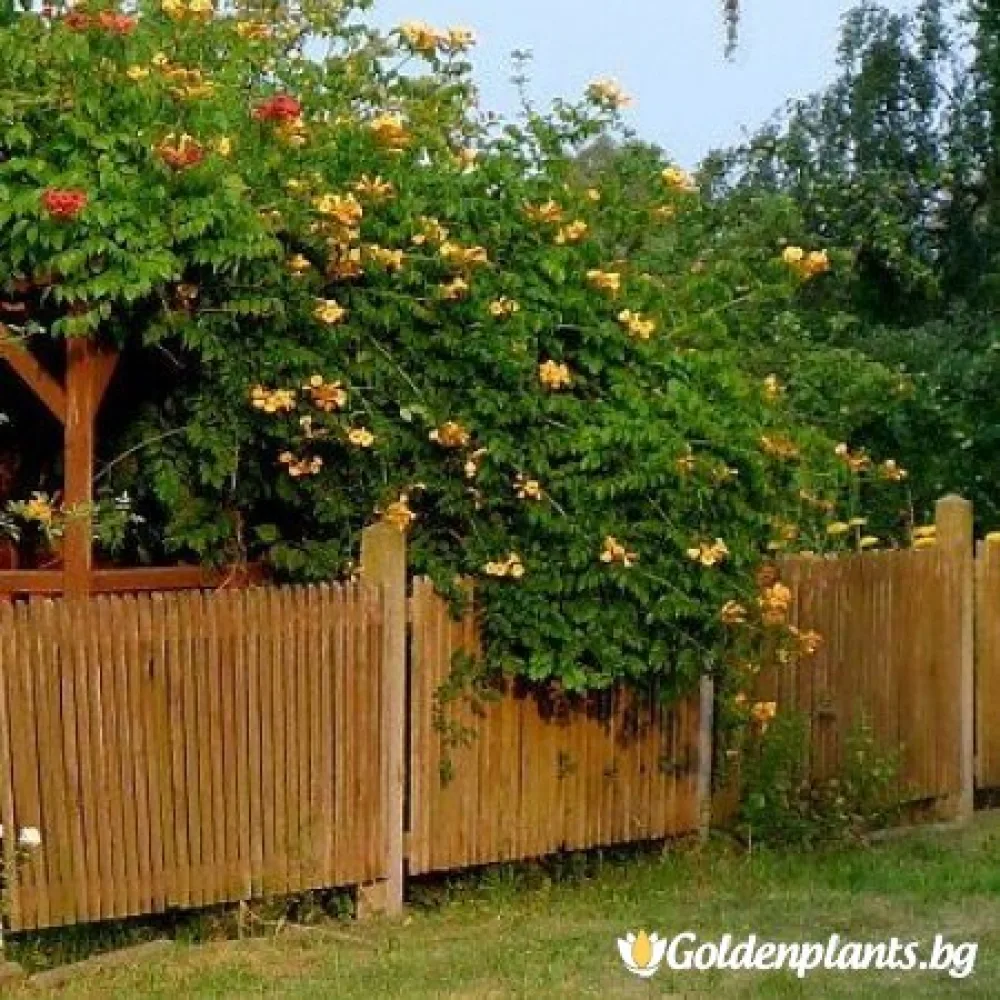 Тромпетна лоза - Текома Флава