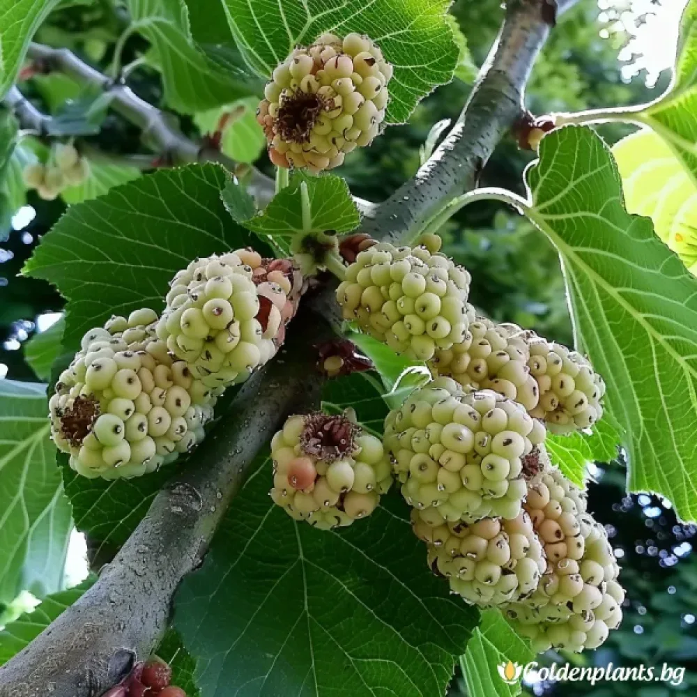Бяла черница