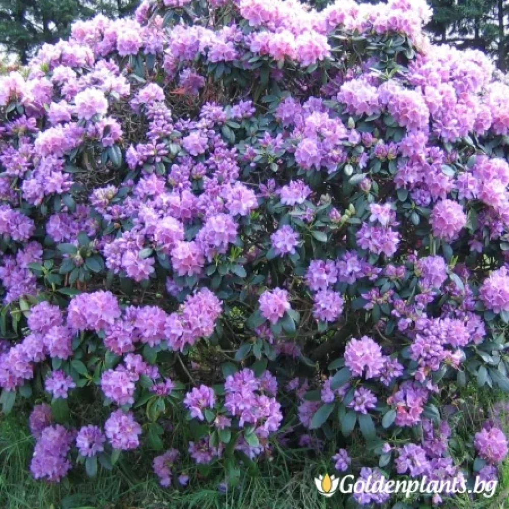 Рододендрон Катаубиенсе Грандифлорум