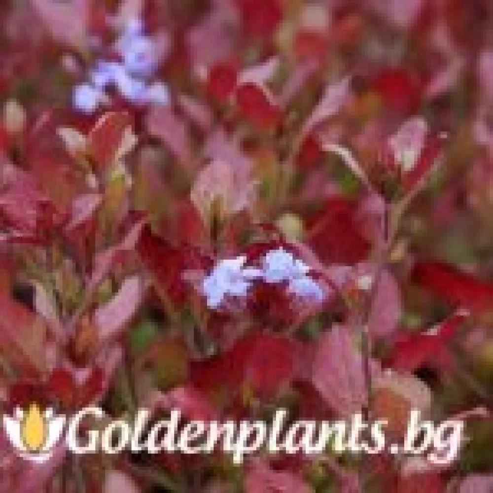 Цератостигма
