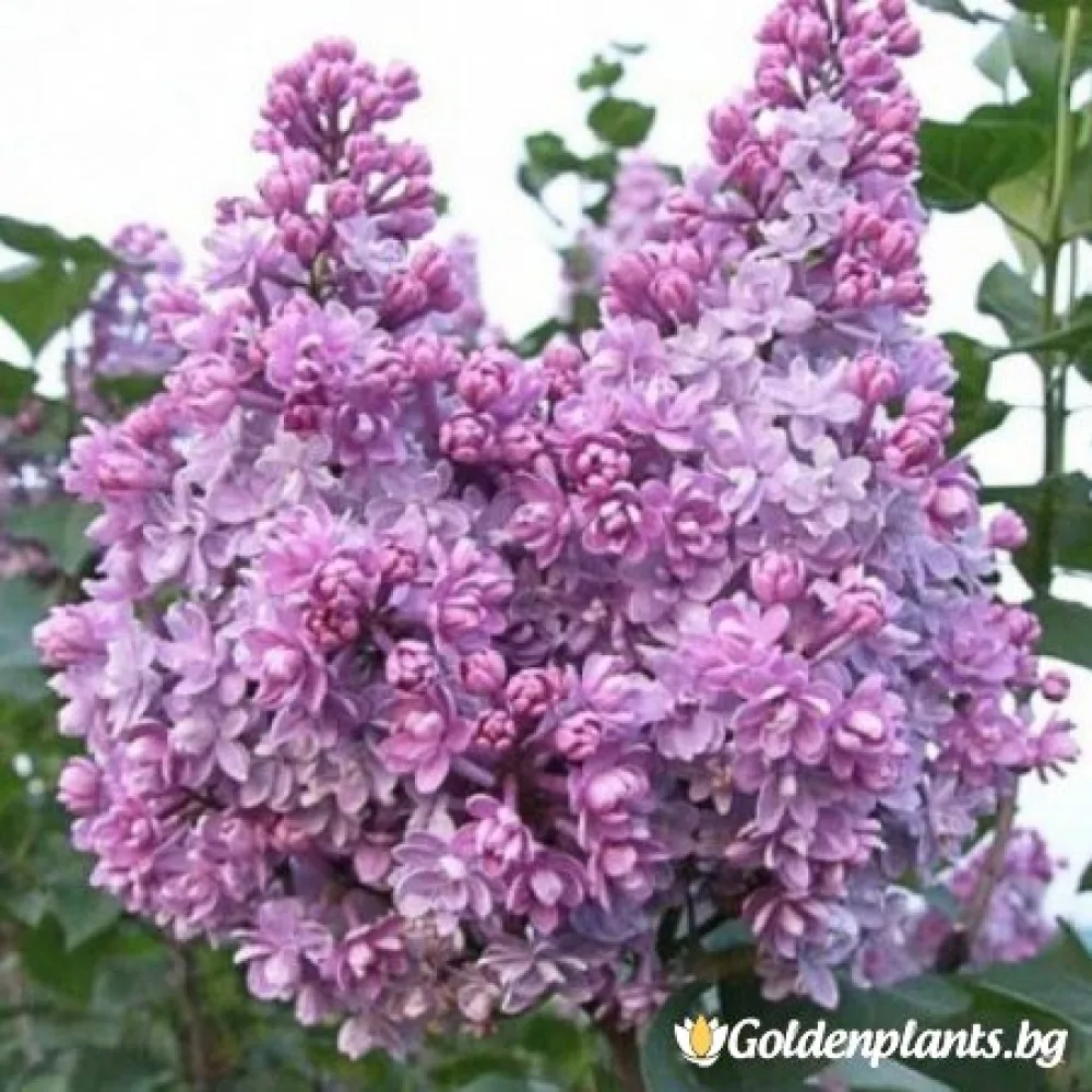 Люляк Колхозница