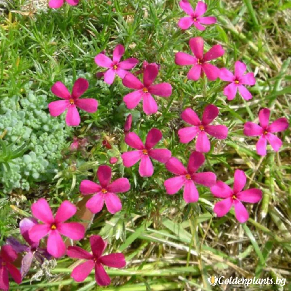 Алпийски Флокс Цикламено червен / Phlox (D) Ochsenblut